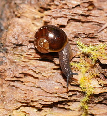 Victaphanta compacta
