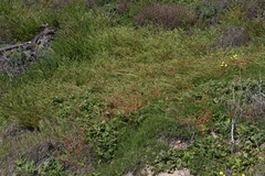 Aphanisma blitoides