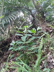 Phytolacca japonica