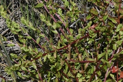 Aphanisma blitoides