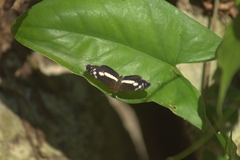 Castilia griseobasalis