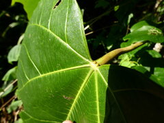 Aleurites rockinghamensis, photograph (c) Steve Fitzgerald, some rights reserved (CC BY-SA)