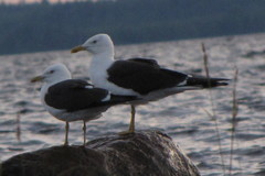 Larus fuscus fuscus