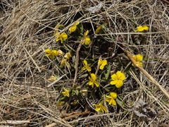 Viola orientalis