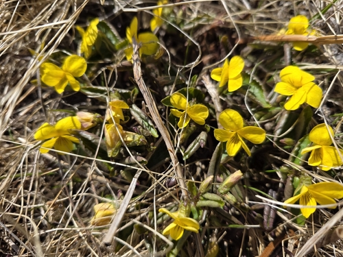 Viola orientalis, photograph 1