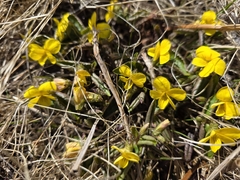 Viola orientalis, photograph (c) Anastasia Balaeva, some rights reserved (CC BY)