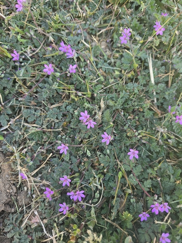 Redstem Stork's-bill