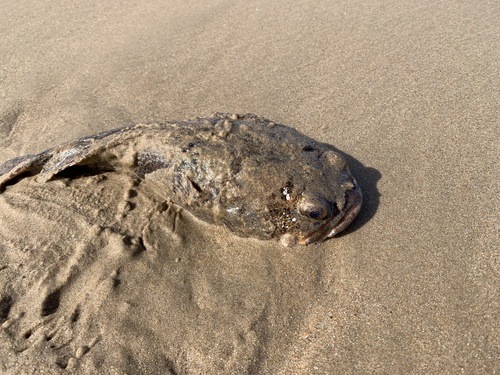 Halobatrachus didactylus