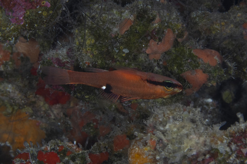 Zapogon evermanni observed 2026-04-29