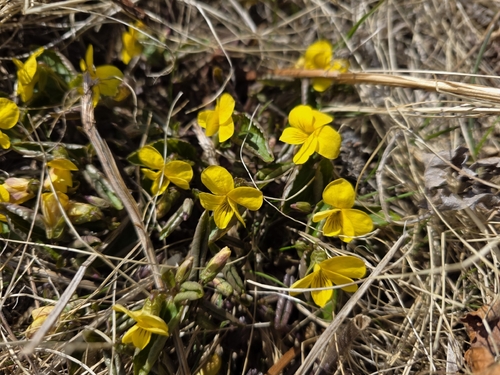 Viola orientalis, photograph 2