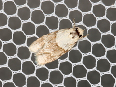 Tracholena sulfurosa