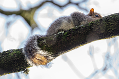 Sciurus carolinensis