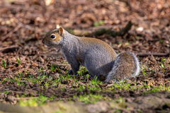 Sciurus carolinensis