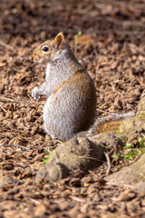 Sciurus carolinensis