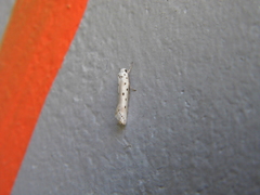 Ethmia terminella