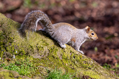 Sciurus carolinensis