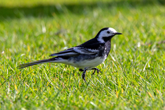 Motacilla alba