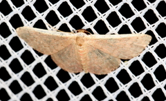 Idaea costaria