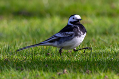 Motacilla alba