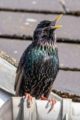 Sturnus vulgaris