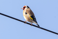 Carduelis carduelis