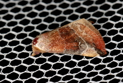 Mataeomera coccophaga