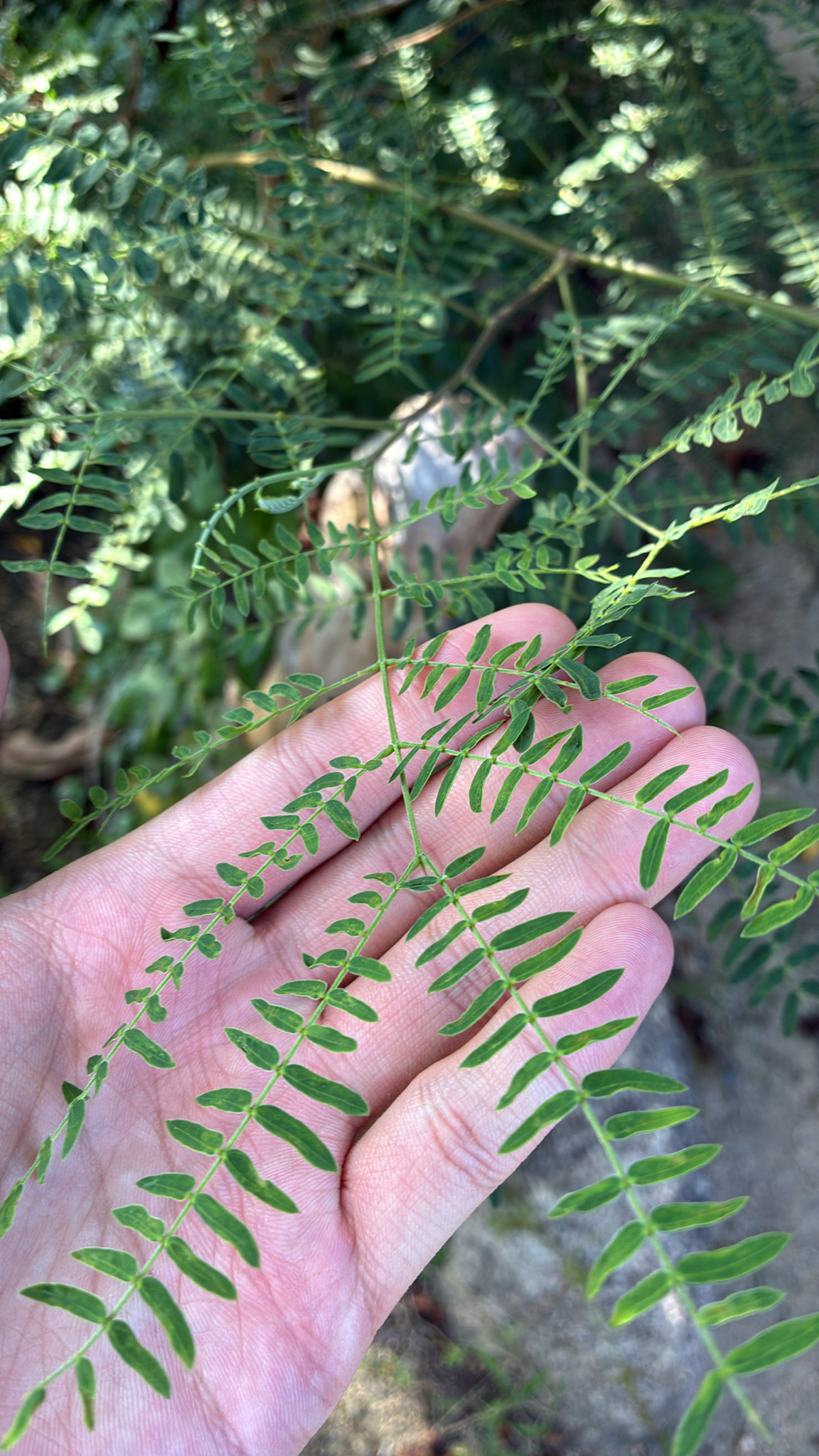 Leucaena leucocephala — ảnh 2