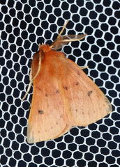 Anthela ferruginosa