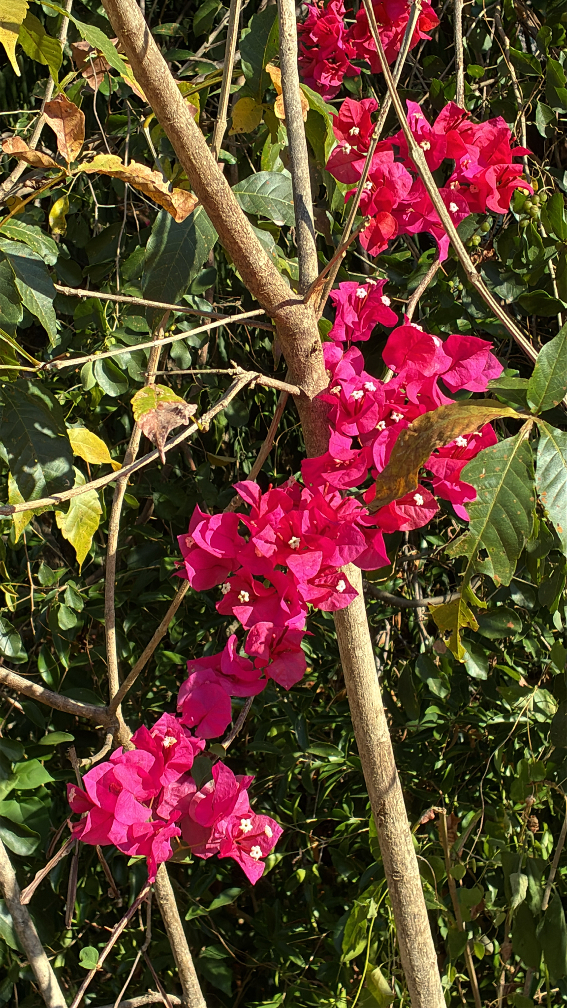 Bougainvillea glabra (Bougainvillea glabra)