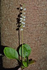 Pyrola media