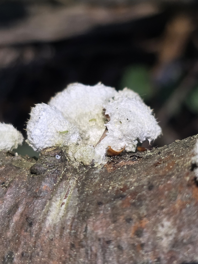 Schizophyllum commune · April 2026 · photo: © hyacinthus (iNaturalist, cc-by)