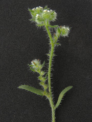 Cryptantha maritima
