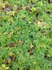 Alchemilla arvensis