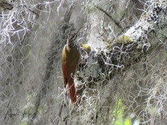 Lepidocolaptes leucogaster