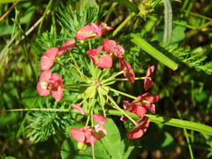 Euphorbia cyparissias