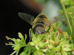 Eristalis cerealis