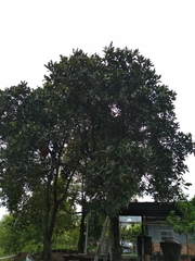 Cinnamomum osmophloeum