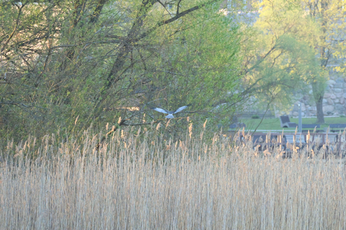 Western Marsh Harrier