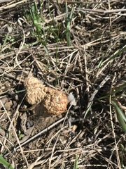 Morchella steppicola