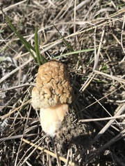 Morchella steppicola