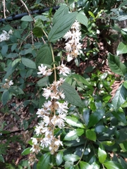 Deutzia cordatula