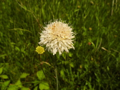 Scabiosa ochroleuca