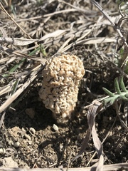 Morchella steppicola