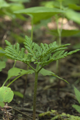 Sceptridium robustum