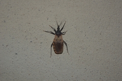 Triatoma dimidiata