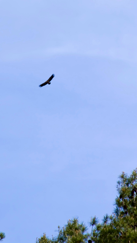 Avistamiento Buitre leonado