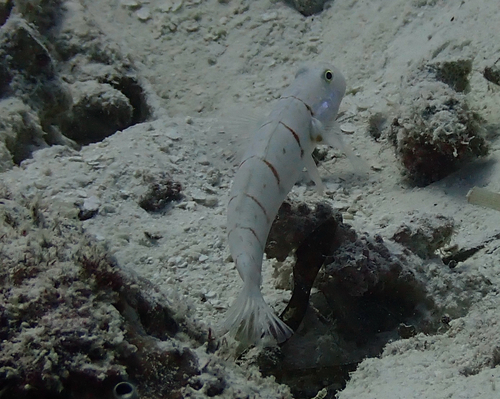 Valenciennea schlieweni — seen at this dive site