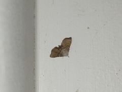 Esthlodora versicolor