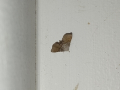 Esthlodora versicolor