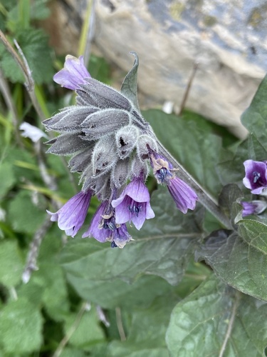 Physochlaina orientalis, photograph 1